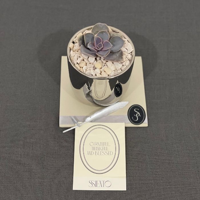 SUCULENTA - Imagen 2