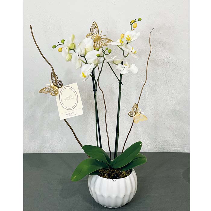 ORQUÍDEA