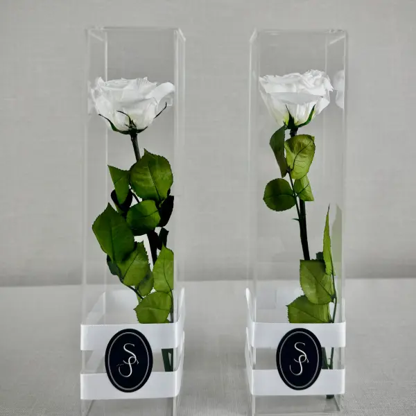 ROSA PRESERVADA CONSSIENTO - Imagen 3